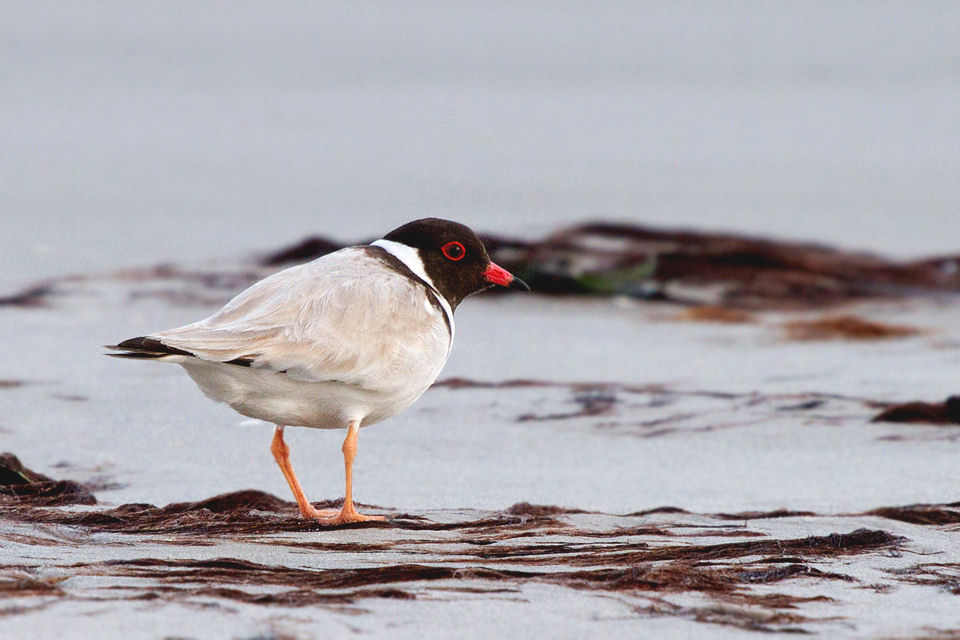 Hooded Plover (Thinornis rubricollis)